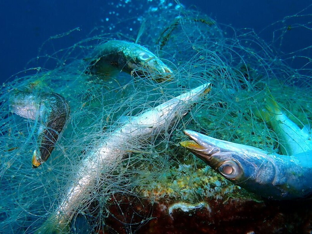 Reti da pesca fantasma