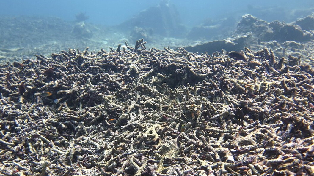 Sbiancamento dei coralli