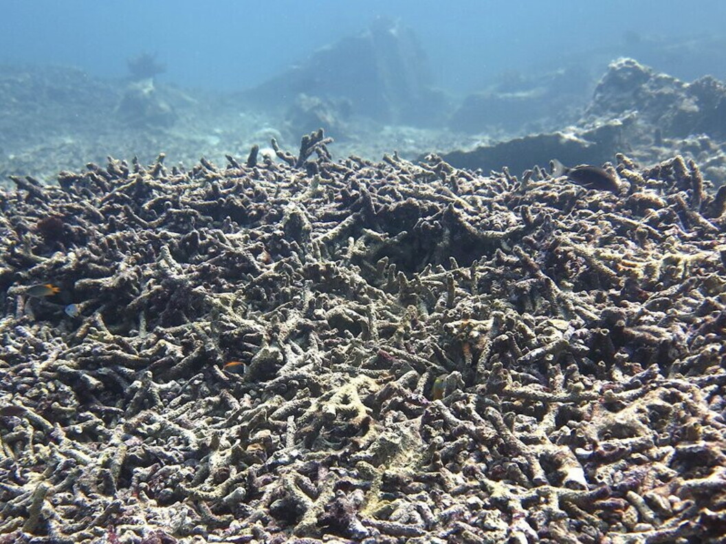 Sbiancamento dei coralli
