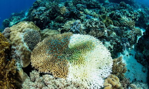 Facciamo impallidire anche il corallo!