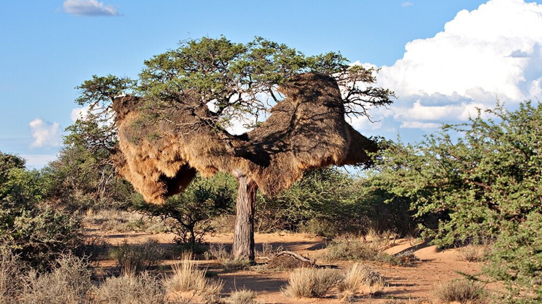 Nido comunitario di uccelli tessitori