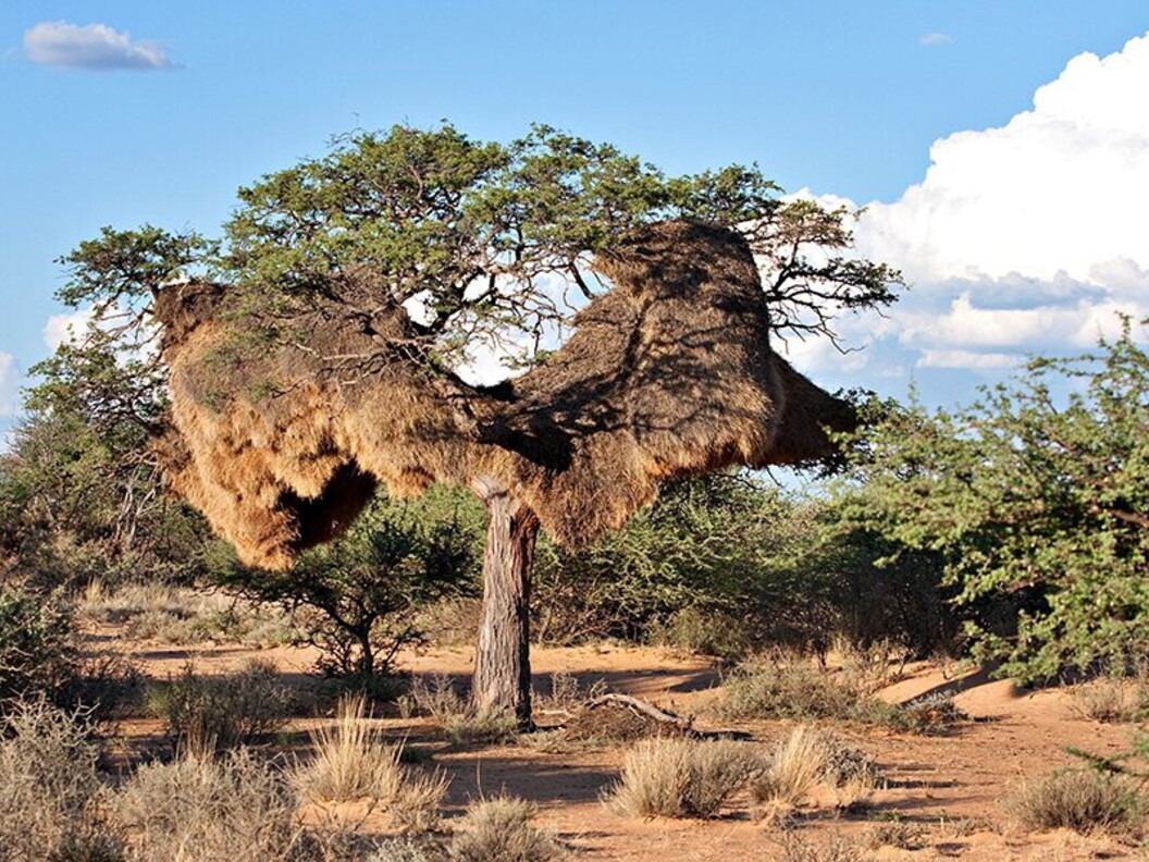 Nido comunitario di uccelli tessitori