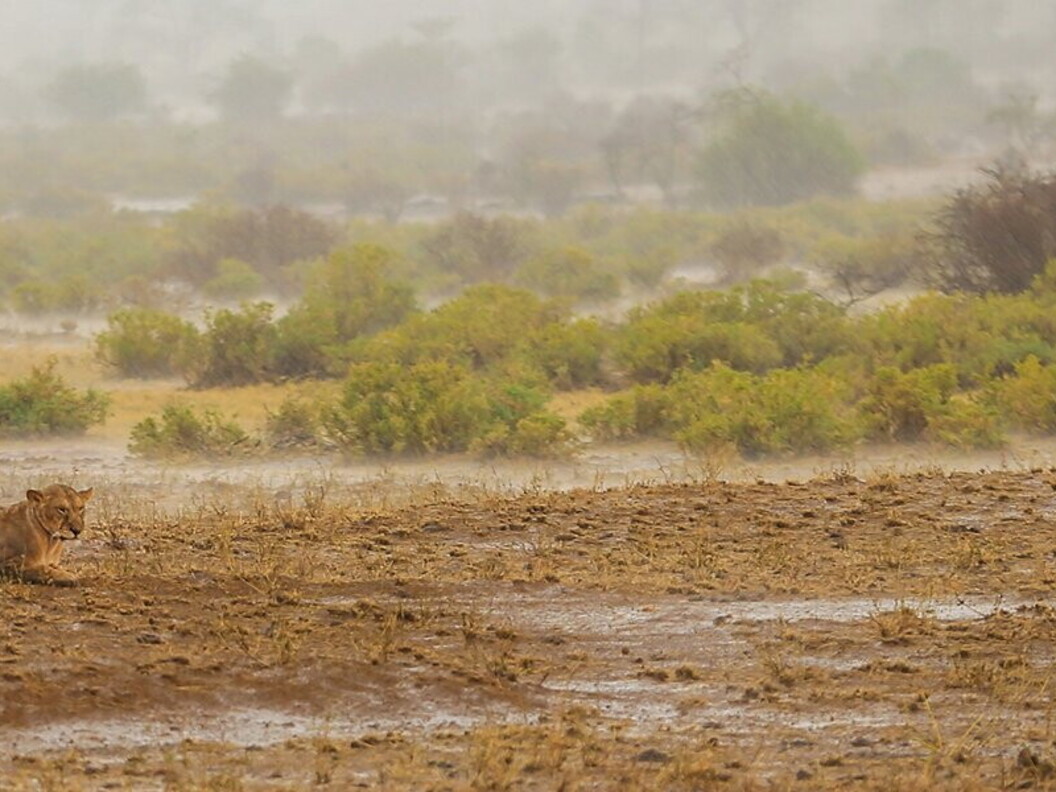 Leone sotto la pioggia