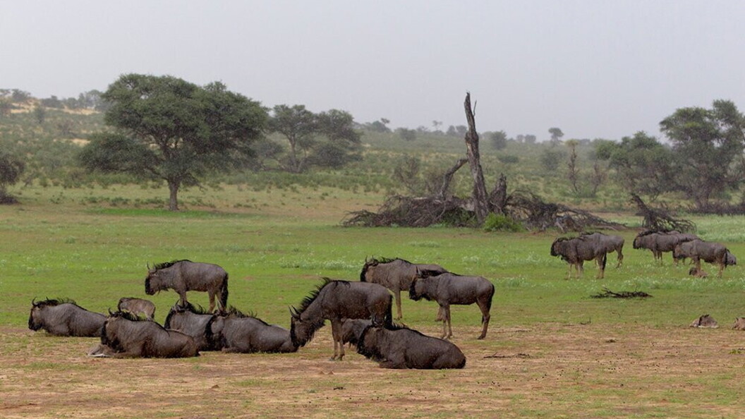 Gnu e pioggia