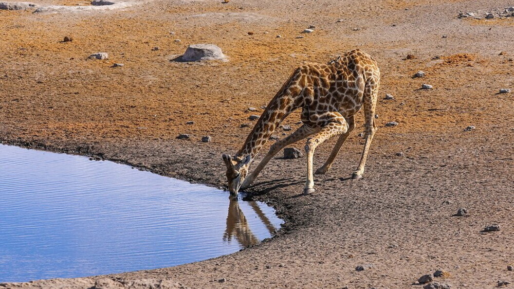Giraffa si abbevera