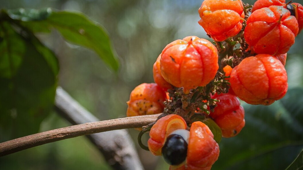 Frutto del guaranà