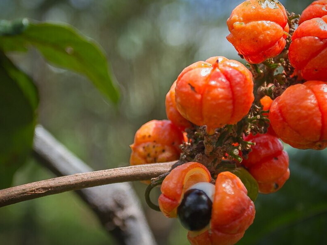 Frutto del guaranà
