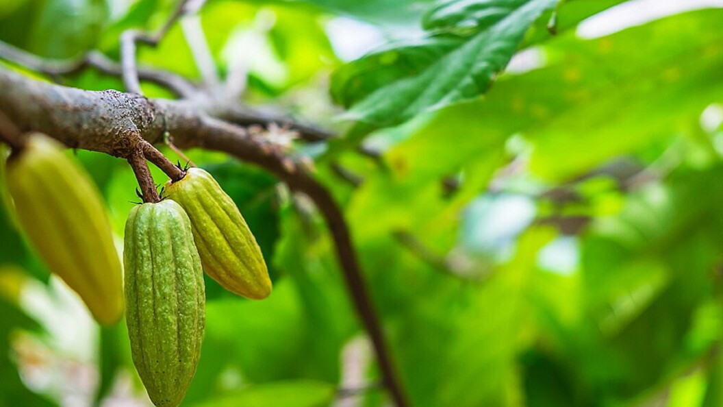 Cacao acerbo