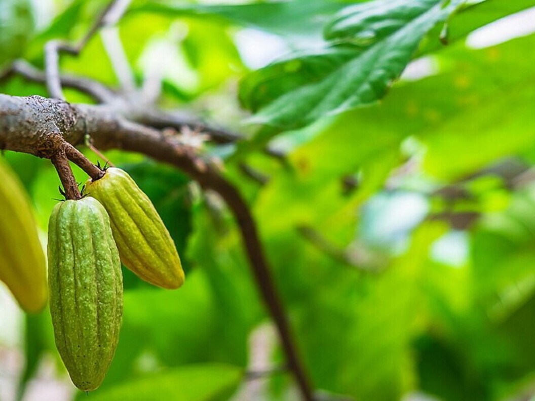 Cacao acerbo