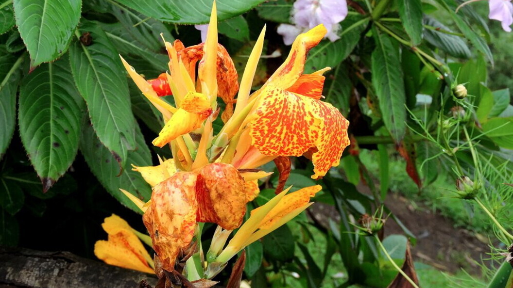 Fiore tropicale