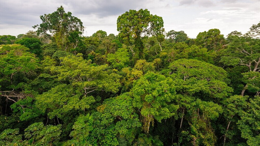 Foresta rigogliosa