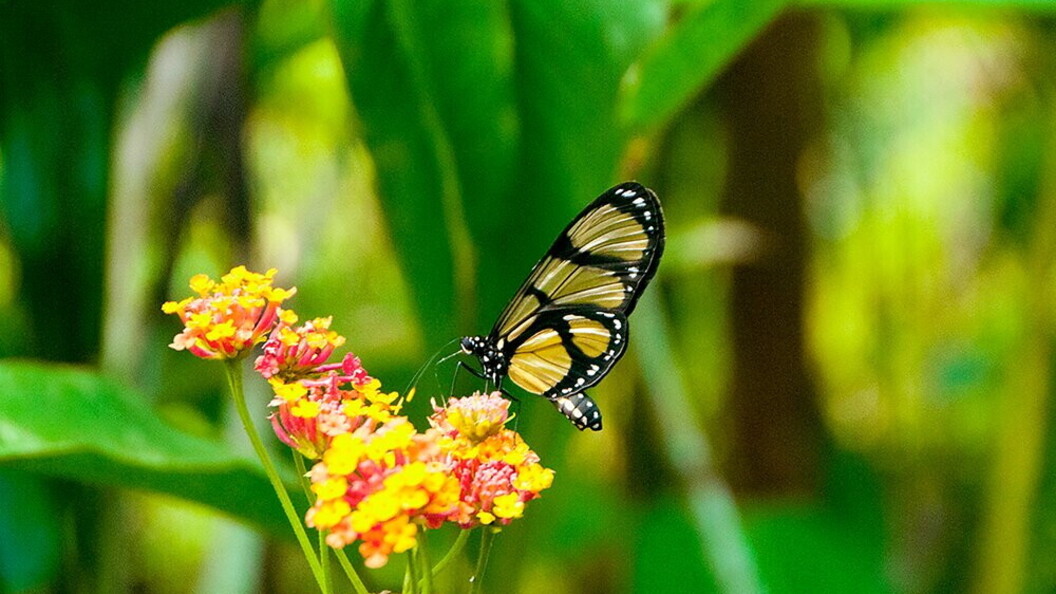 Farfalla ali di vetro