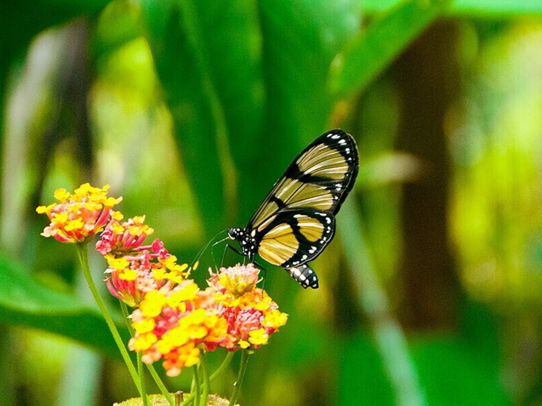 Farfalla ali di vetro