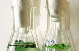 Protista and ecosystems 