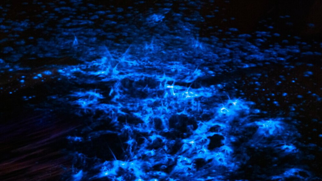 Alghe bioluminescenti
