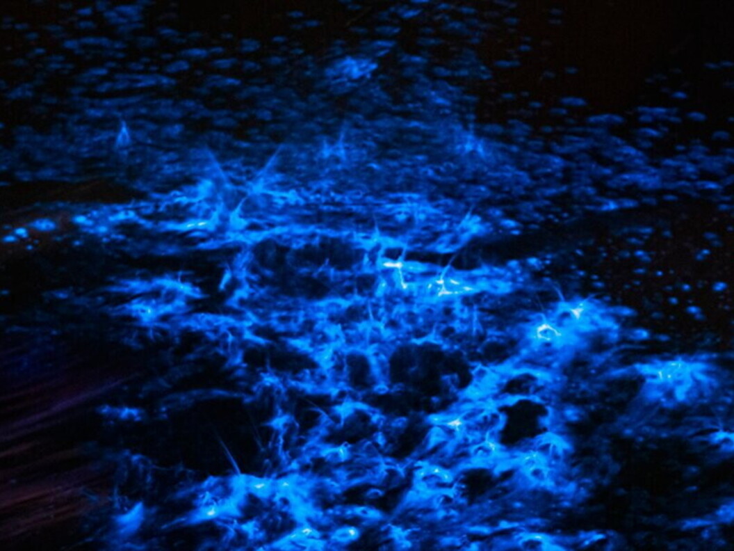 Alghe bioluminescenti