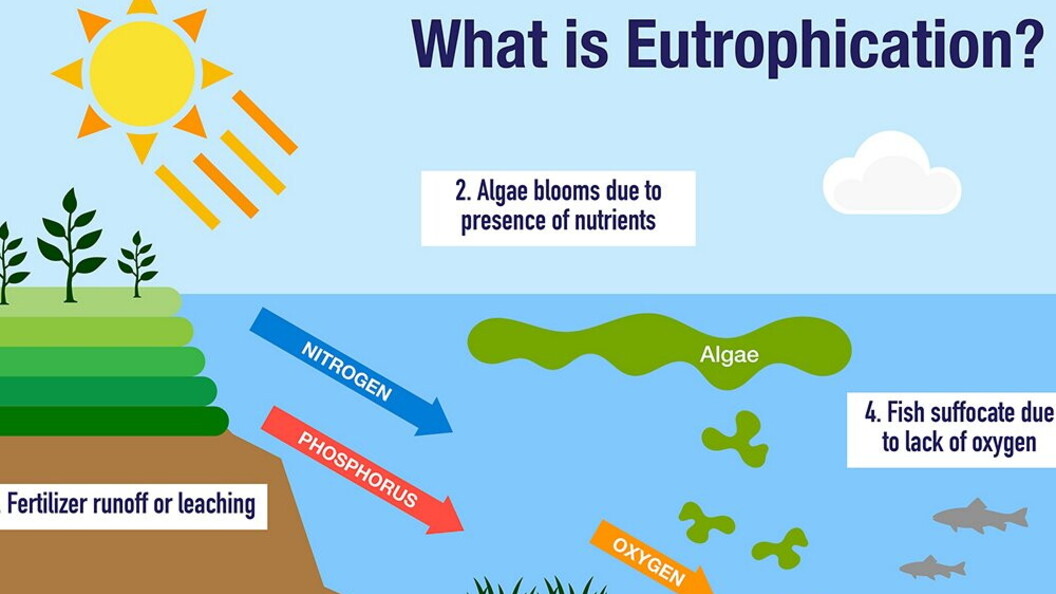 Eutrofizzazione schema