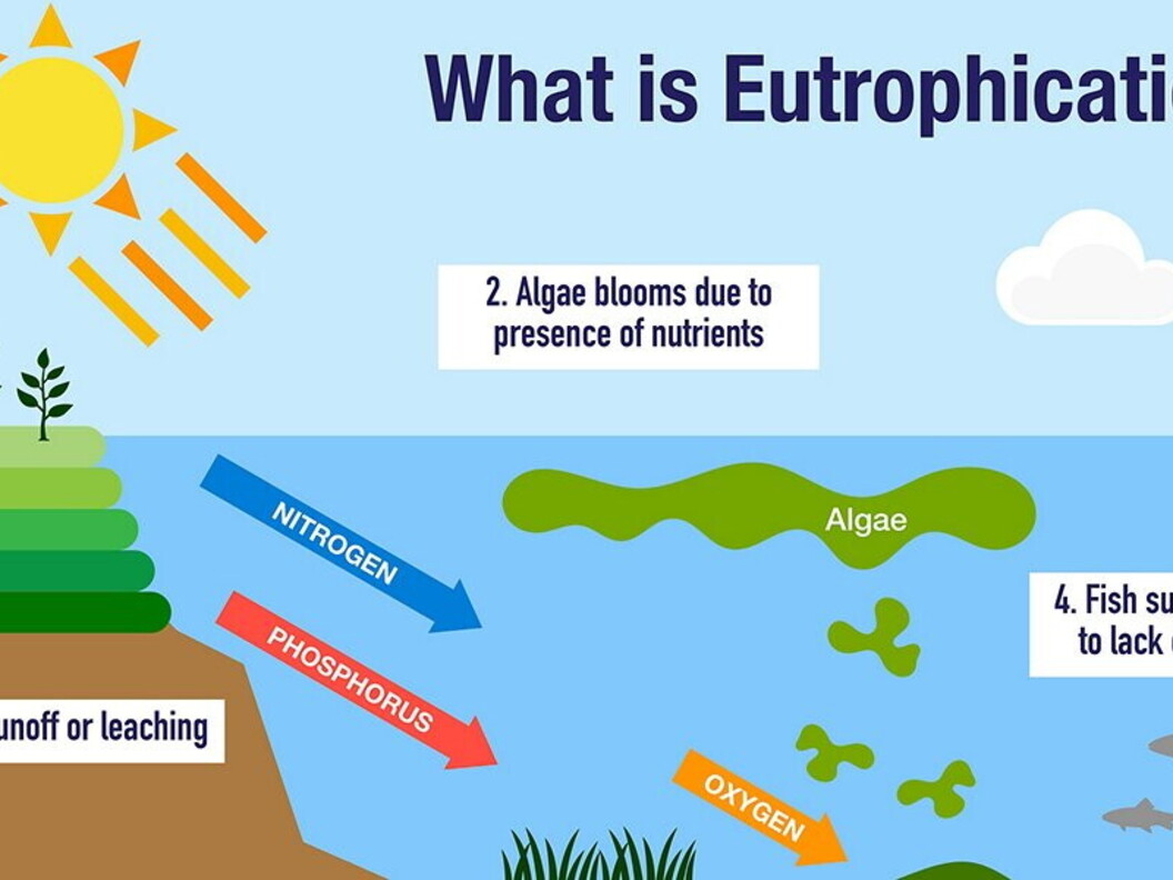 Eutrofizzazione schema