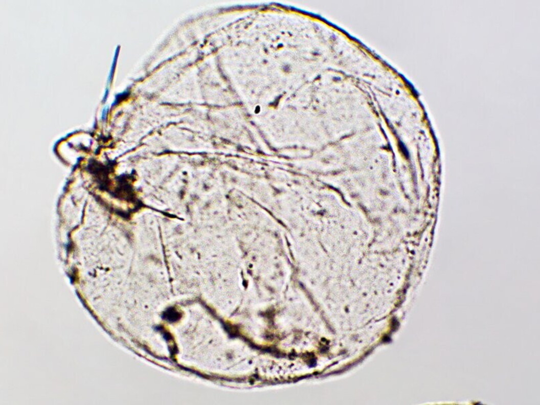 Noctiluca scintillans