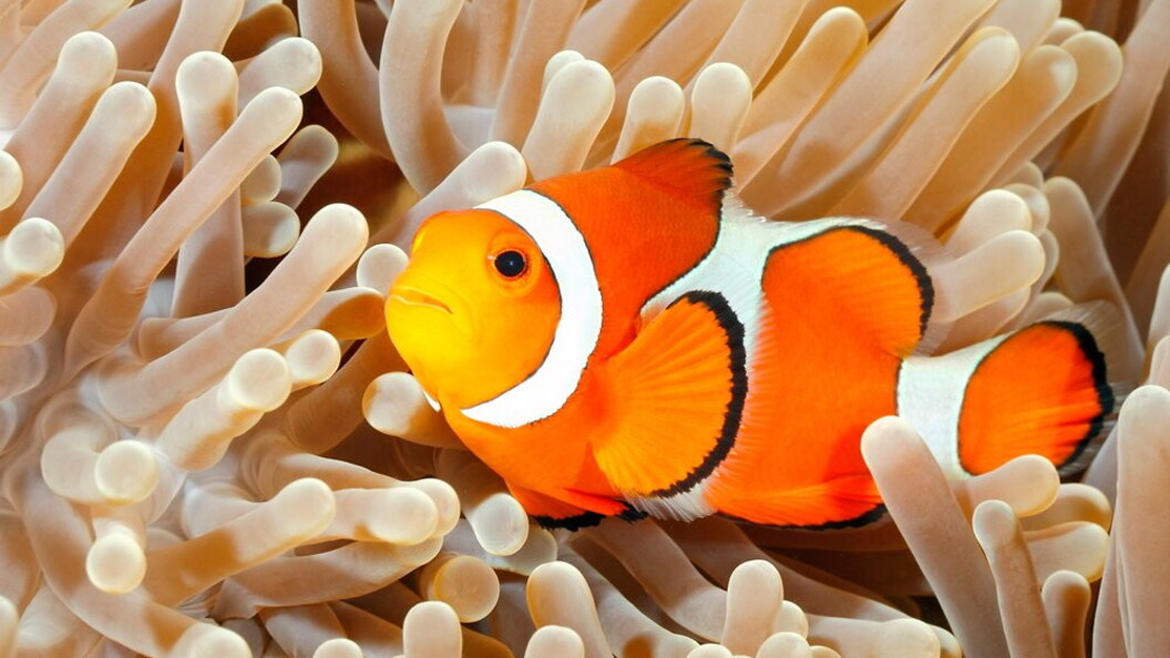 Pesce pagliacco sull’anemone