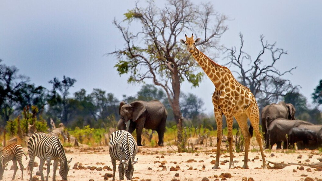 Mammiferi e savana