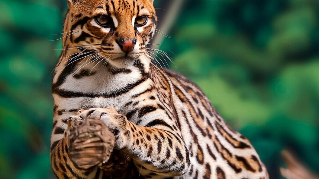 Ocelot