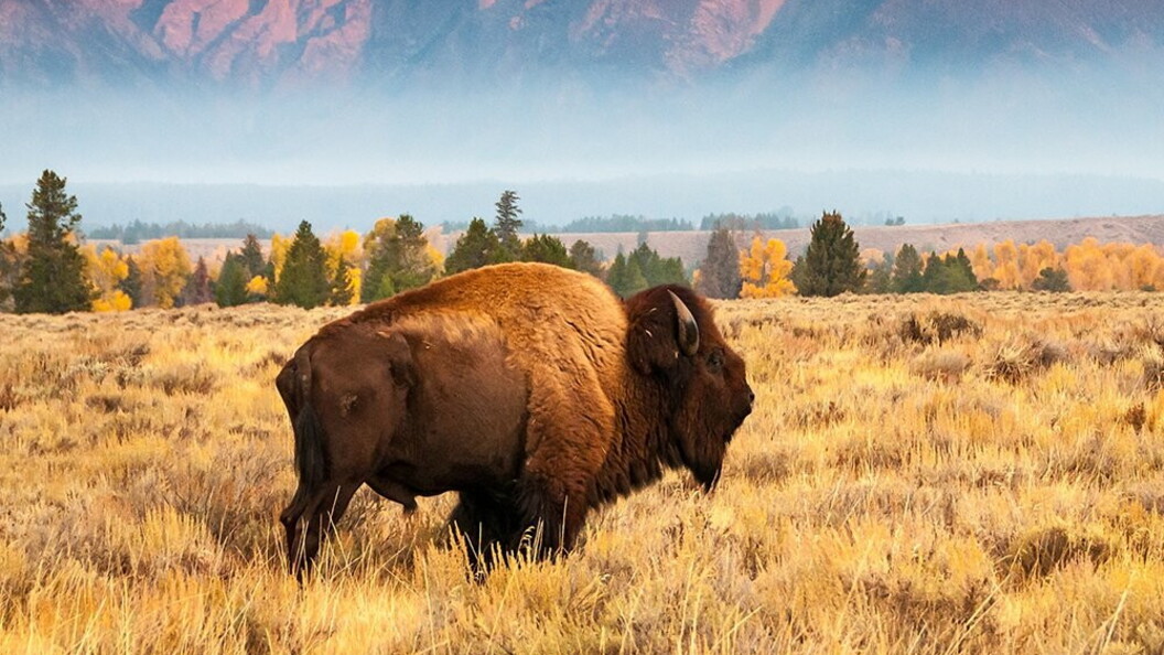 Bisonte nella prateria