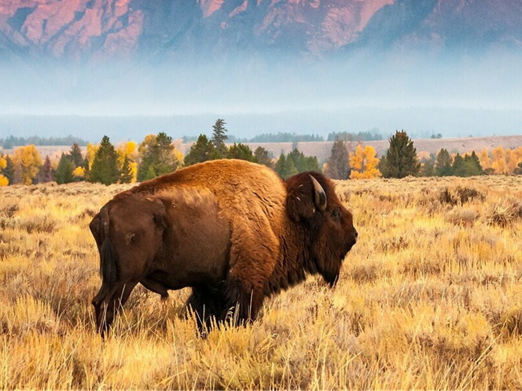 Bisonte nella prateria