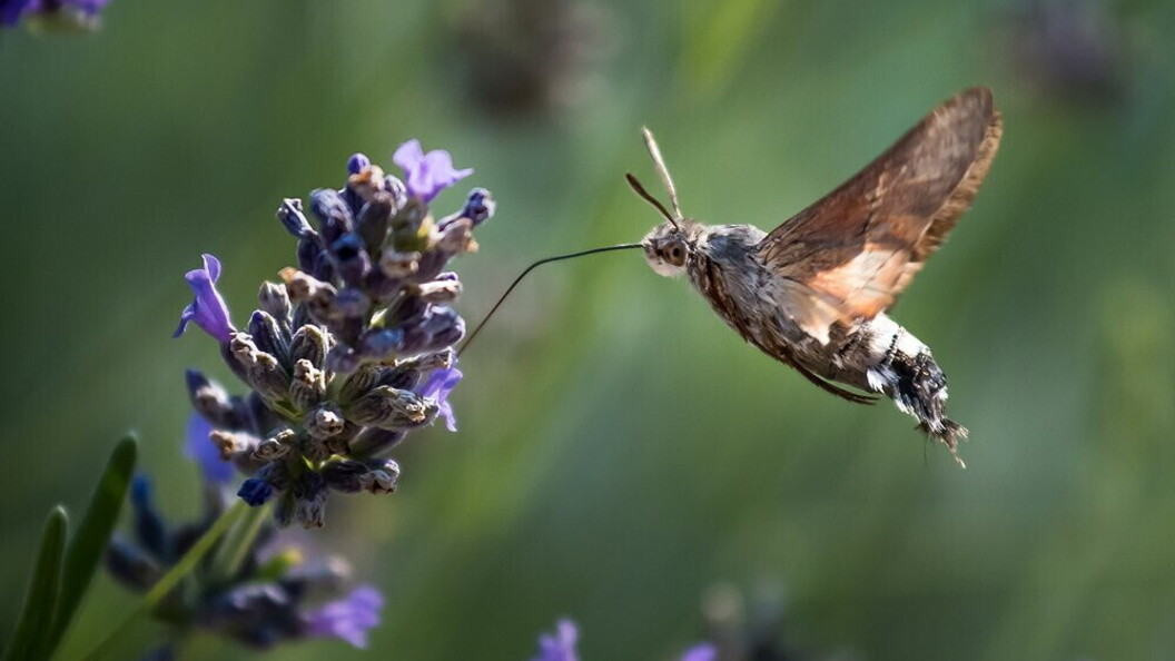 Impollinatori