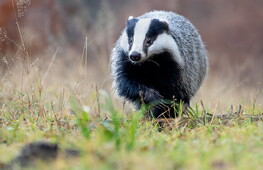 Animali della macchia mediterranea 