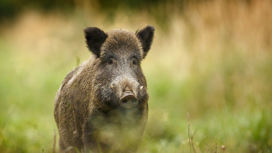 Cinghiale