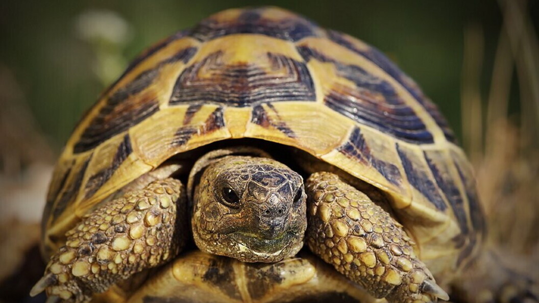 Testudo hermanni