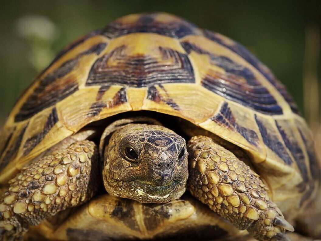 Testudo hermanni
