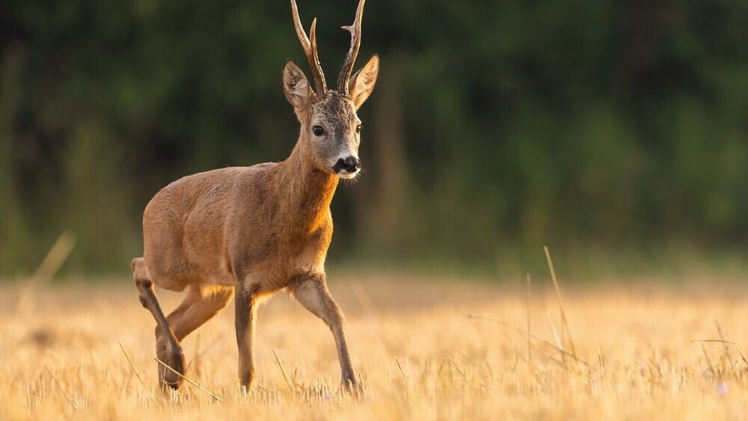 Capriolo