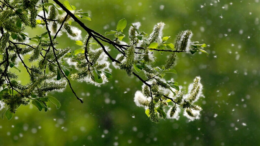 Vento disperde i semi