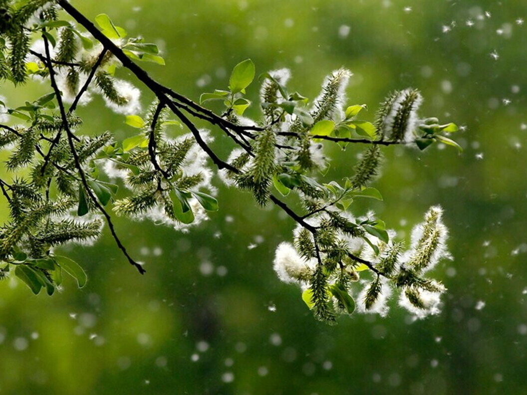 Vento disperde i semi