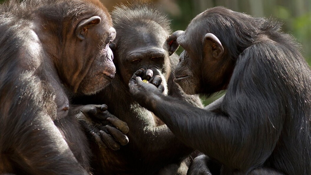 Scimpanzé