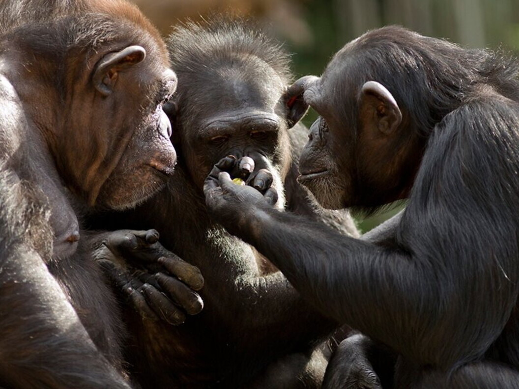 Scimpanzé