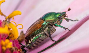 La Popilia e altri alieni