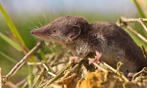 Il mustiolo, ferocia in miniatura