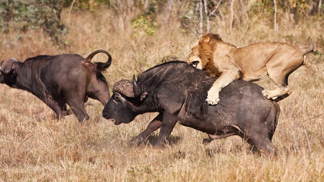Leone aggredisce un bufalo