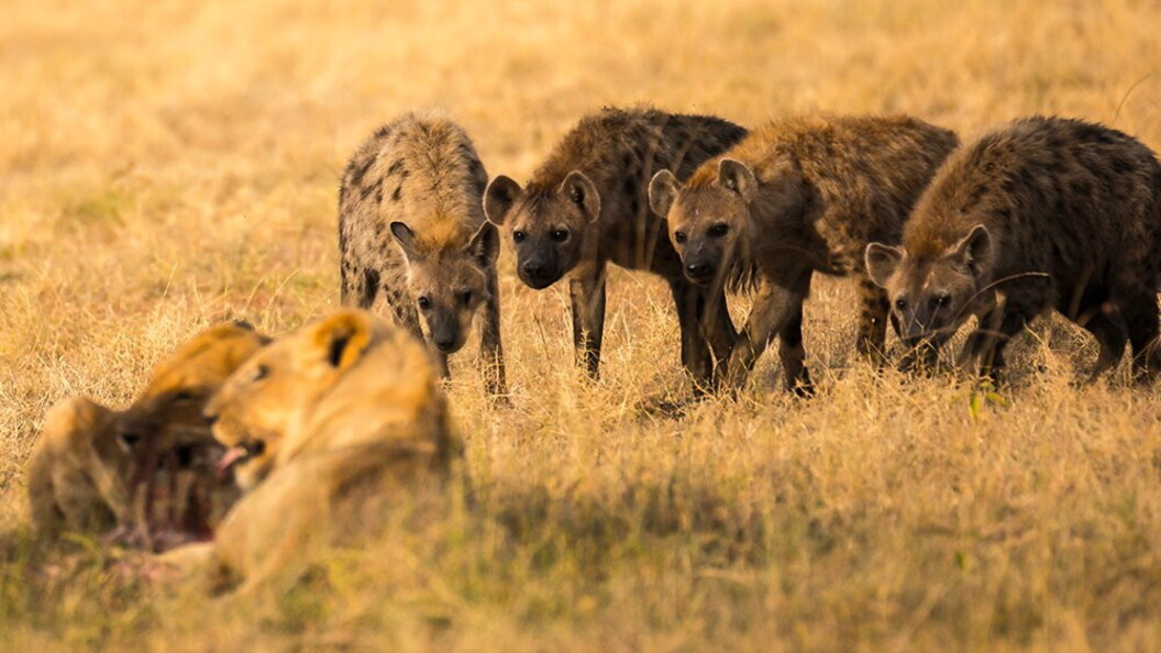 Iene attendono il turno