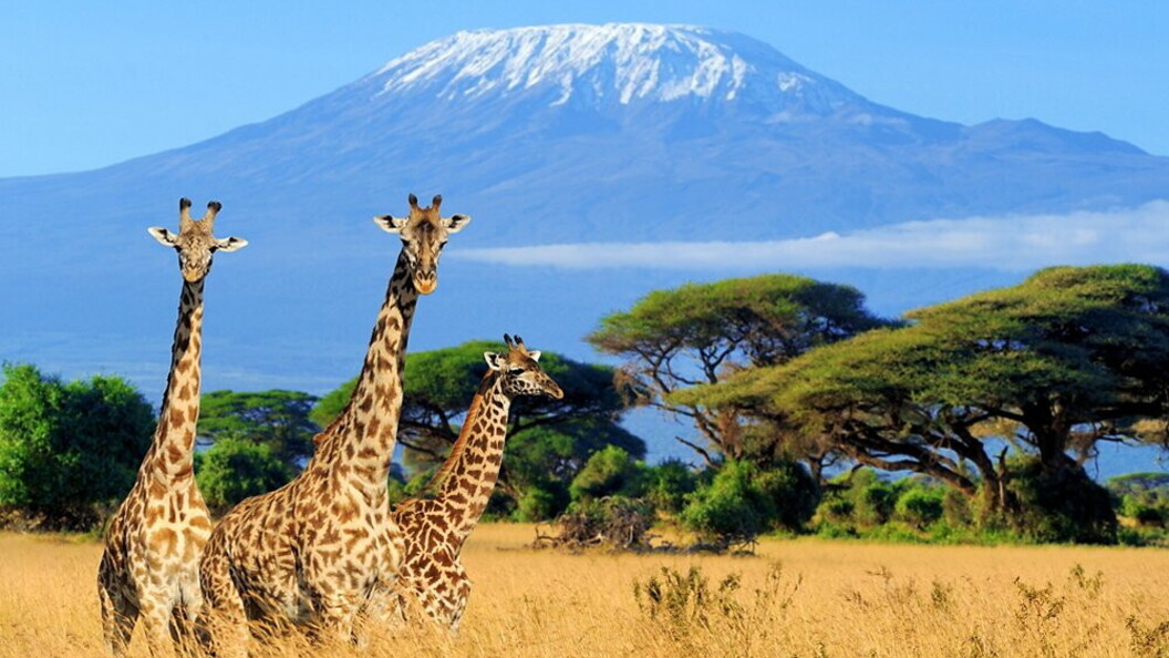 Giraffe