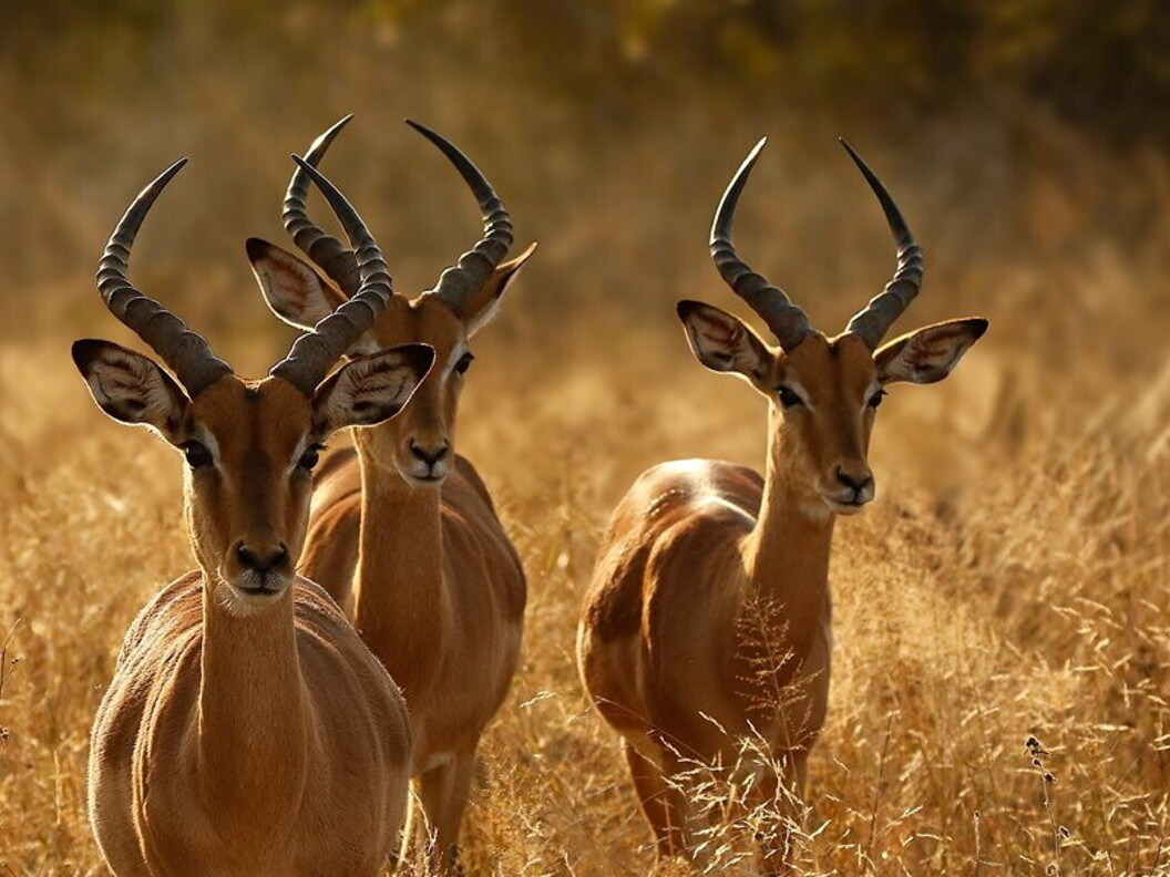 Antilopi