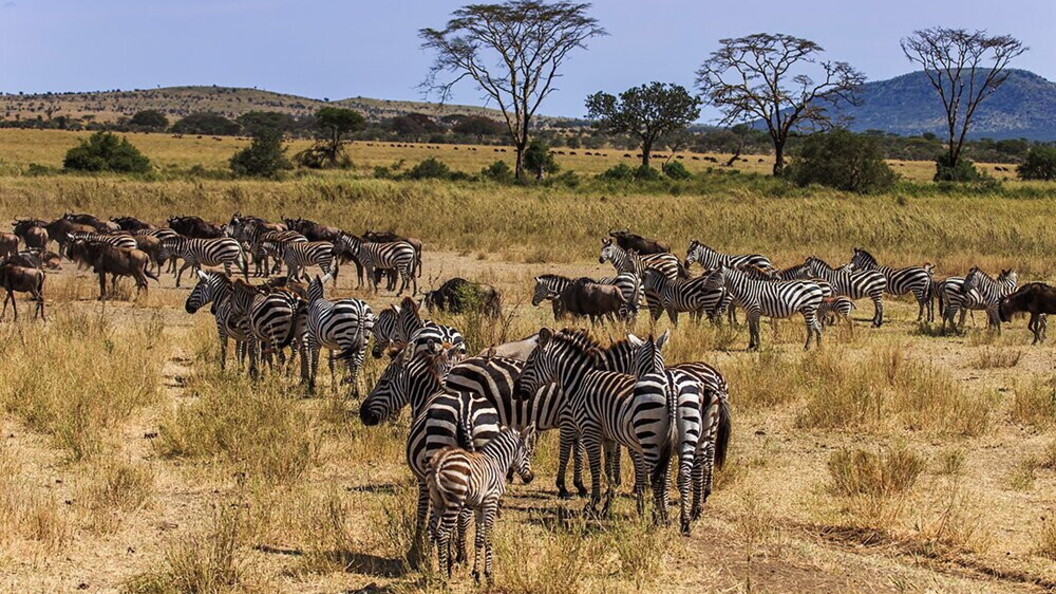 Zebre e bufali