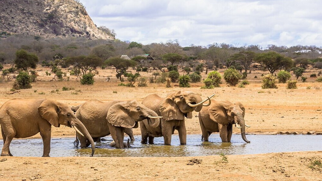Elefanti all’abbeverata