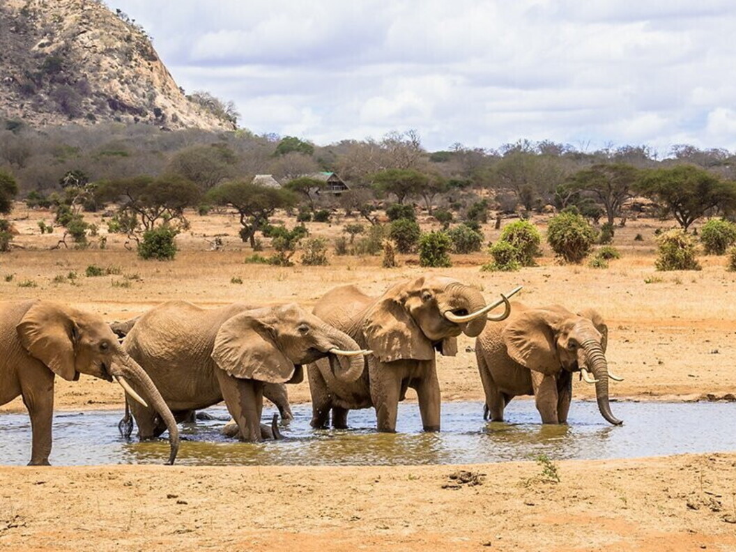 Elefanti all’abbeverata