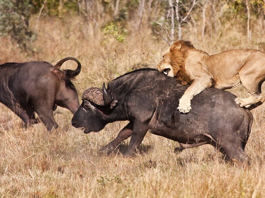Leone aggredisce un bufalo