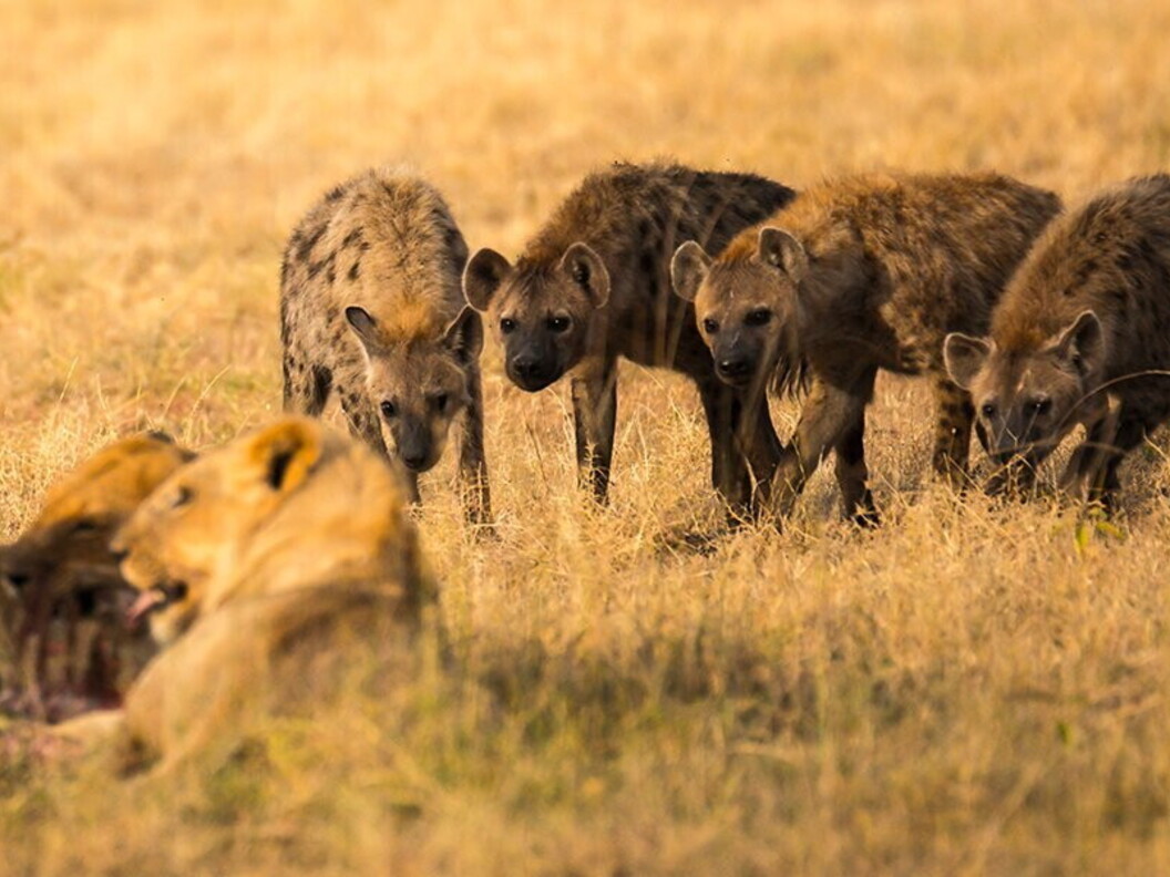 Iene attendono il turno