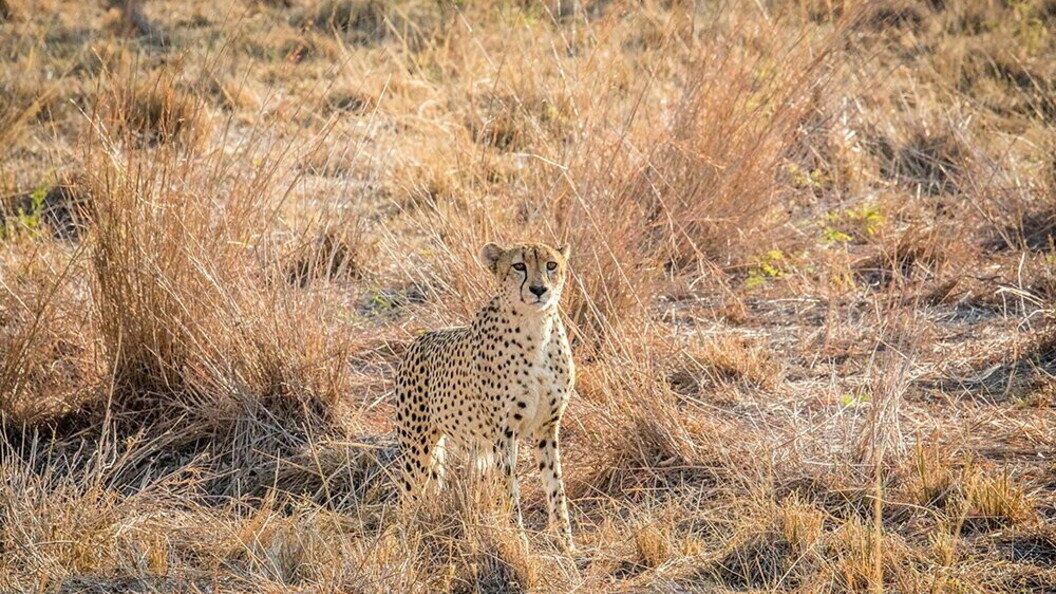 Un ghepardo mimetizzato